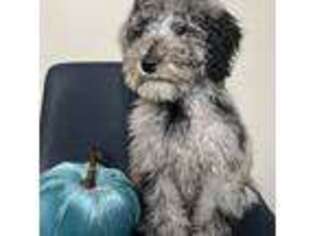 Mutt Puppy for sale in Salem, SC, USA