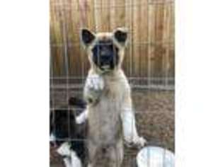 Akita Puppy for sale in Conroe, TX, USA