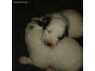Great Pyrenees Puppy for sale in Milford, PA, USA