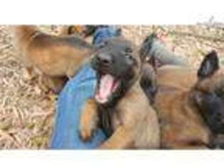 Belgian Malinois Puppy for sale in Little Rock, AR, USA