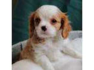 Cavalier King Charles Spaniel Puppy for sale in Greensboro, NC, USA