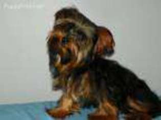 Yorkshire Terrier Puppy for sale in Jesup, GA, USA