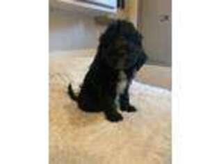 Labradoodle Puppy for sale in Whitehall, MI, USA