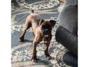 Boxer Puppy for sale in Mason, NH, USA