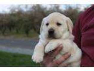 Labrador Retriever Puppy for sale in Manteca, CA, USA