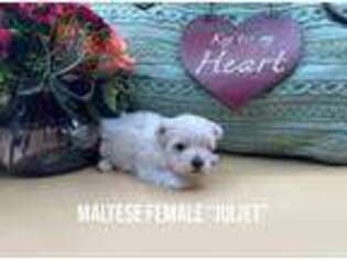Maltese Puppy for sale in Mena, AR, USA