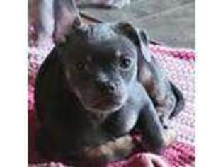 French Bulldog Puppy for sale in Oakville, WA, USA