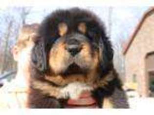 Tibetan Mastiff Puppy for sale in Sheffield Lake, OH, USA