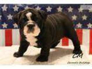 Bulldog Puppy for sale in Kansas City, MO, USA