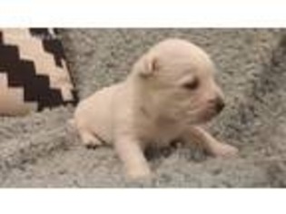 West Highland White Terrier Puppy for sale in Schaefferstown, PA, USA