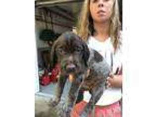 Wirehaired Pointing Griffon Puppy for sale in Prudenville, MI, USA