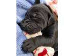 Great Dane Puppy for sale in Blackstone, MA, USA