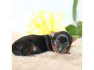 Yorkshire Terrier Puppy for sale in Battle Ground, WA, USA
