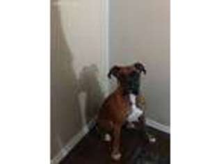 Boxer Puppy for sale in Salem, OR, USA