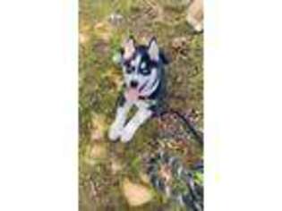 Siberian Husky Puppy for sale in North Bergen, NJ, USA