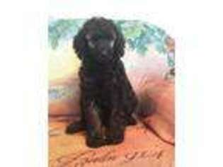 Mutt Puppy for sale in West Liberty, KY, USA
