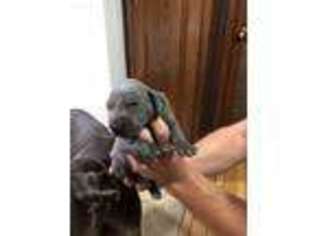 Weimaraner Puppy for sale in Novelty, OH, USA