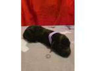 Mutt Puppy for sale in Rhodes, MI, USA