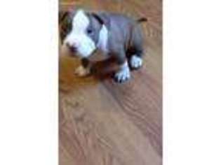 Staffordshire Bull Terrier Puppy for sale in New Port Richey, FL, USA