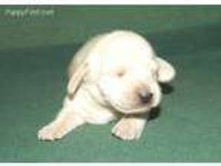 Dachshund Puppy for sale in Brinkley, AR, USA