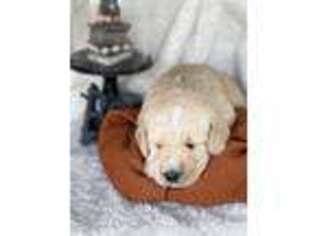 Labradoodle Puppy for sale in Yucaipa, CA, USA