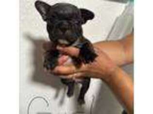 French Bulldog Puppy for sale in Lithia, FL, USA