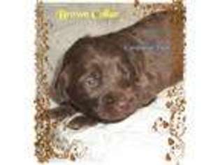 Labradoodle Puppy for sale in Whitwell, TN, USA