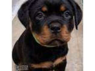 Rottweiler Puppy for sale in Bonaparte, IA, USA
