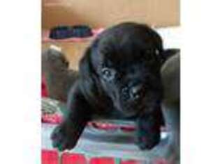 Cane Corso Puppy for sale in Chino Hills, CA, USA