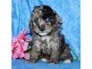 Mutt Puppy for sale in Klingerstown, PA, USA