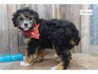 Mutt Puppy for sale in Saint Louis, MO, USA