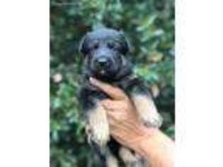 German Shepherd Dog Puppy for sale in Burlington, NC, USA