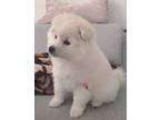 American Eskimo Dog Puppy for sale in Woodside, NY, USA