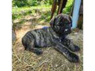 Mastiff Puppy for sale in Freetown, IN, USA