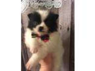 Pomeranian Puppy for sale in Avoca, MI, USA