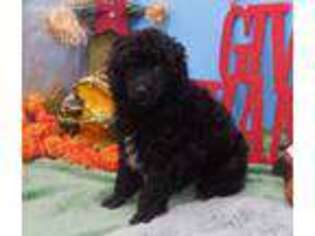 Mutt Puppy for sale in Pierce City, MO, USA