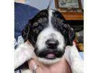 Portuguese Water Dog Puppy for sale in Vernal, UT, USA
