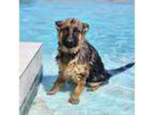German Shepherd Dog Puppy for sale in Las Vegas, NV, USA