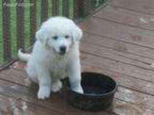 Great Pyrenees Puppy for sale in Raleigh, NC, USA