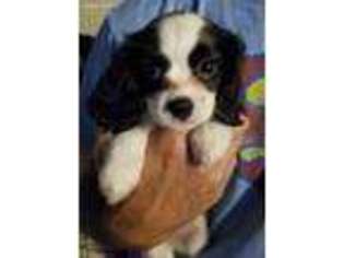Cavalier King Charles Spaniel Puppy for sale in Chiefland, FL, USA