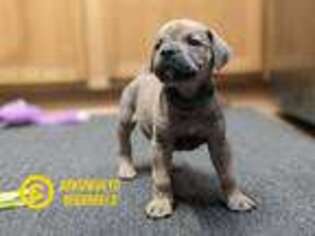 Boerboel Puppy for sale in Lakebay, WA, USA