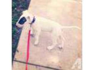 Bull Terrier Puppy for sale in SAN ANTONIO, TX, USA