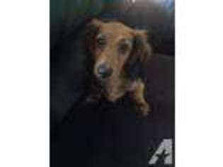 Dachshund Puppy for sale in LANSDALE, PA, USA