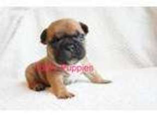 French Bulldog Puppy for sale in Canton, IL, USA