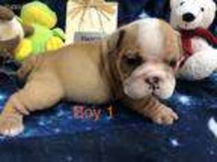 Bulldog Puppy for sale in Bradford, AR, USA