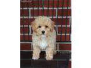Bolognese Puppy for sale in Syracuse, IN, USA