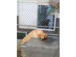 Labrador Retriever Puppy for sale in Edgerton, WI, USA