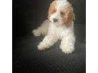 Goldendoodle Puppy for sale in Yonkers, NY, USA