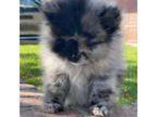 Pomeranian Puppy for sale in Newbury Park, CA, USA