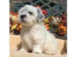 Coton de Tulear Puppy for sale in Sherman, TX, USA